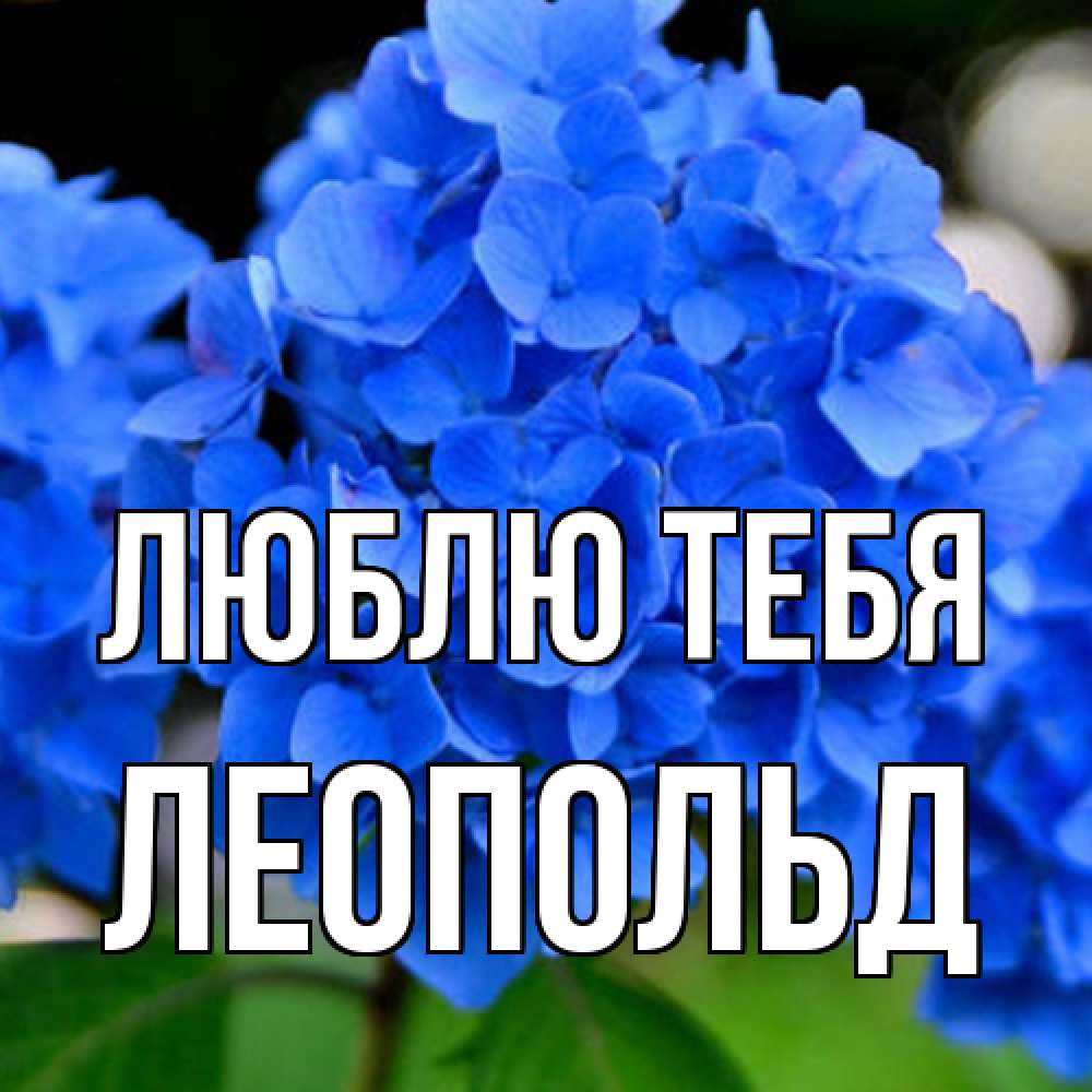 Открытка на каждый день с именем, Леопольд Люблю тебя синие цветы Прикольная открытка с пожеланием онлайн скачать бесплатно 