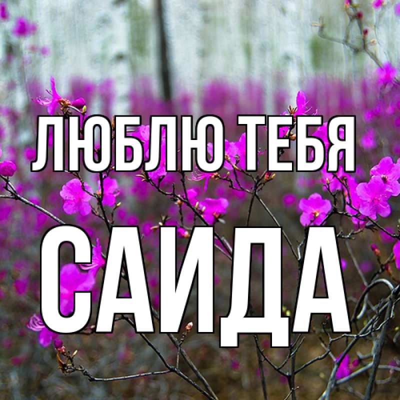 Картинка Люблю тебя, Саида