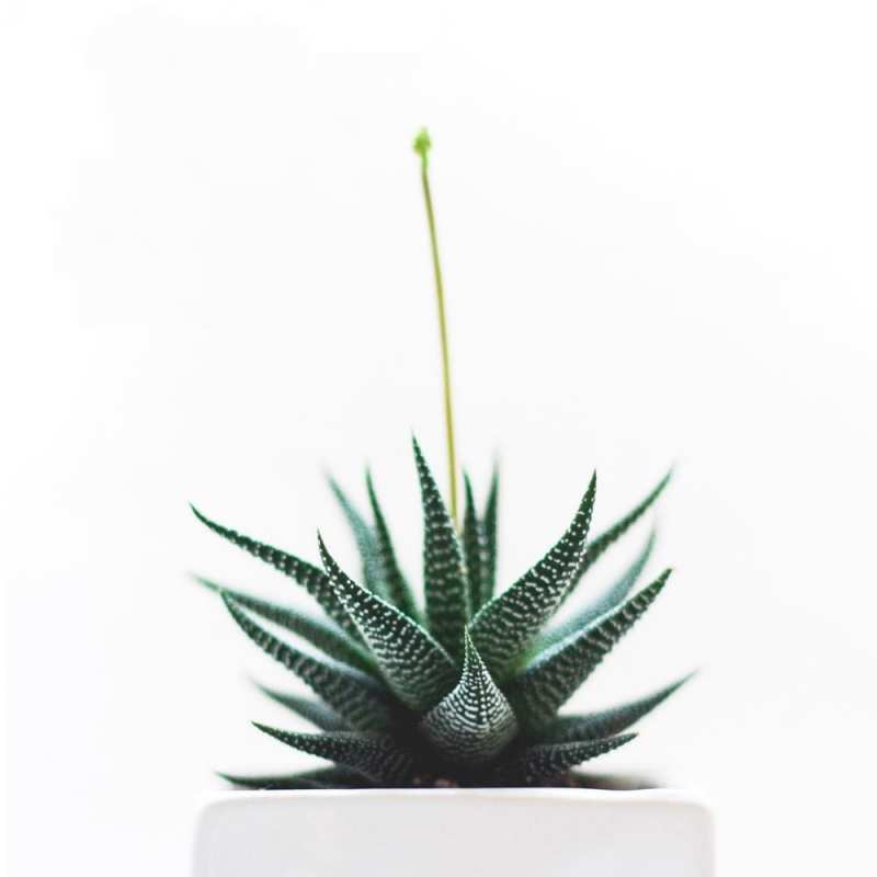 Картинка Скорейшего тебе выздоровления, Пимен