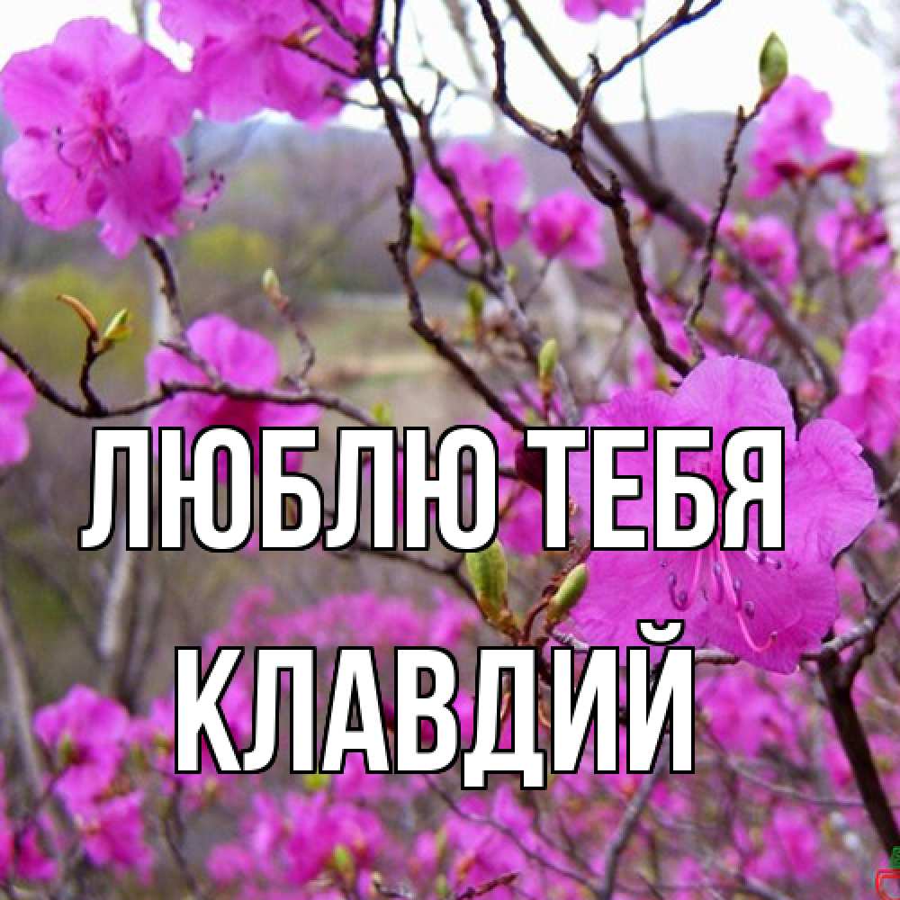 Открытка на каждый день с именем, Клавдий Люблю тебя международный женский день Прикольная открытка с пожеланием онлайн скачать бесплатно 