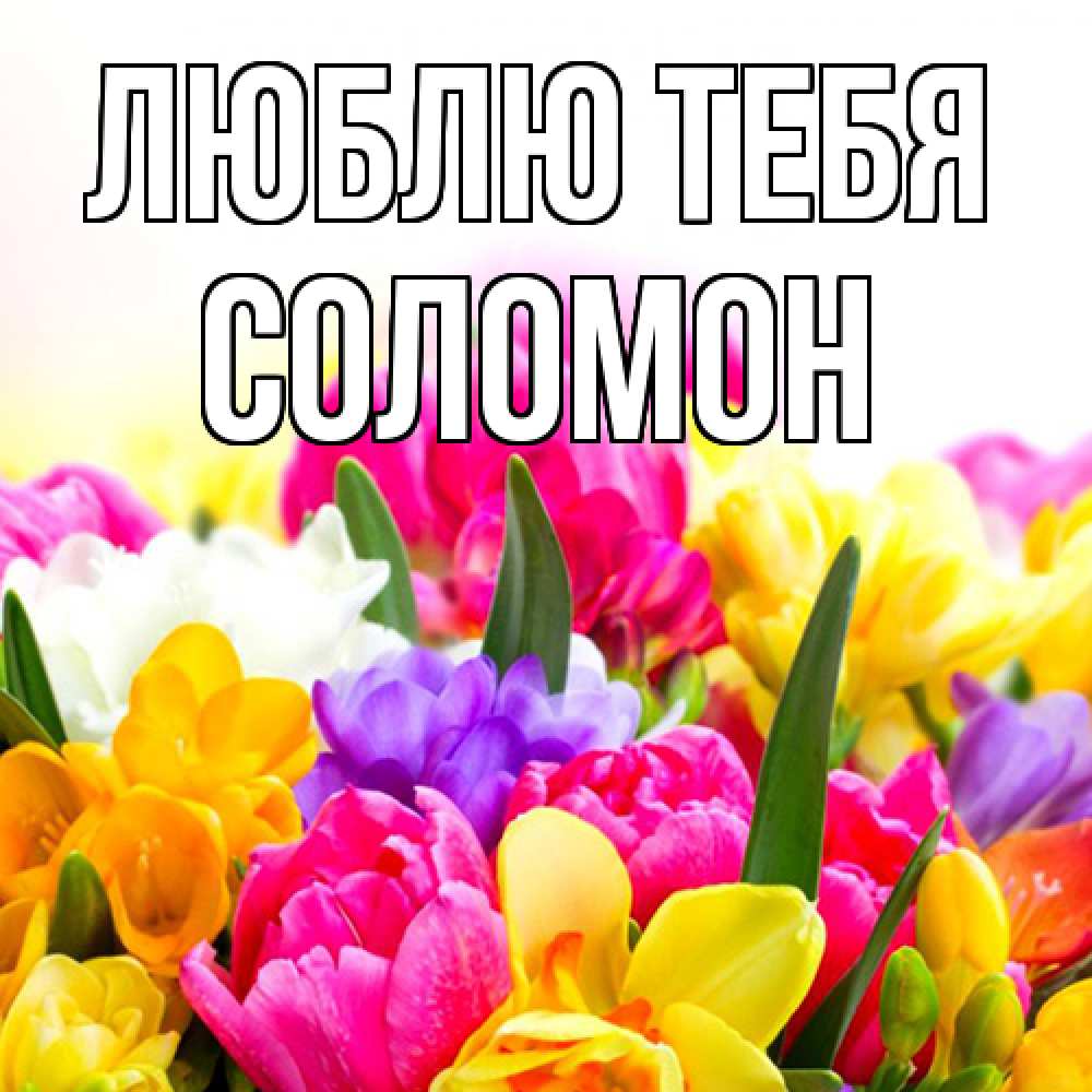 Открытка на каждый день с именем, Соломон Люблю тебя тюльпаны Прикольная открытка с пожеланием онлайн скачать бесплатно 