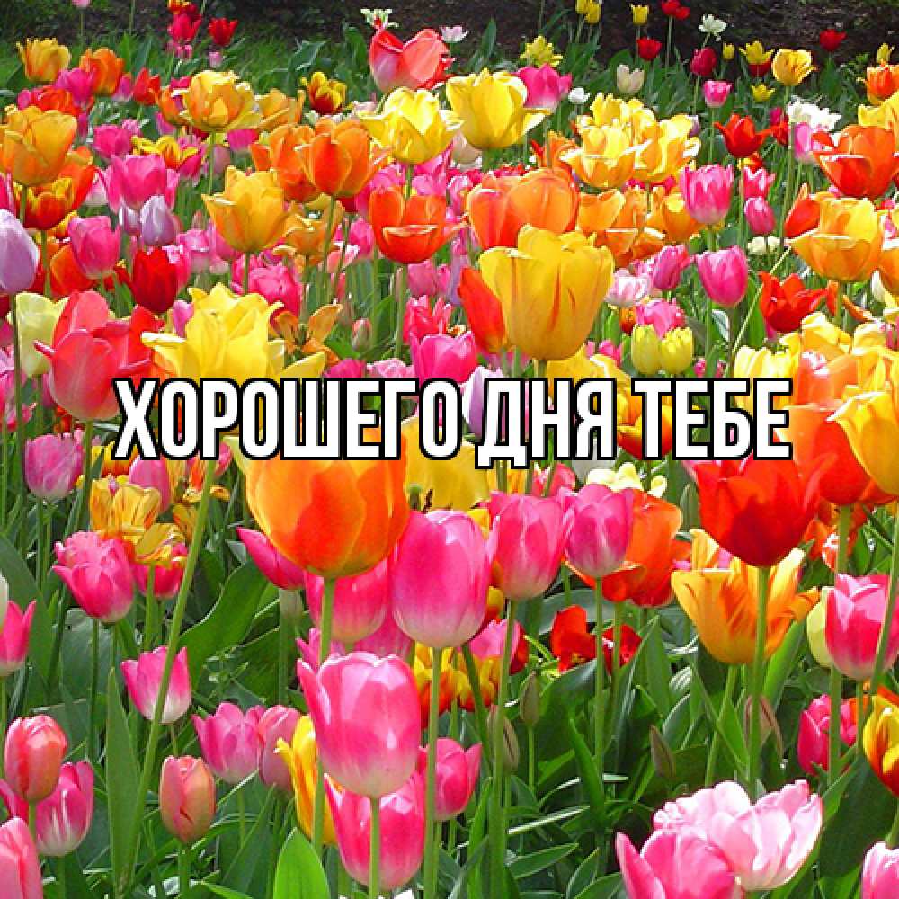 Открытка на каждый день с именем, Иветта Люблю тебя на международный женский день Прикольная открытка с пожеланием онлайн скачать бесплатно 