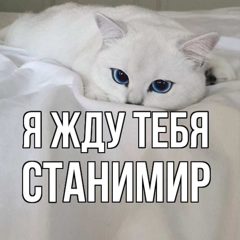 Картинка Я жду тебя, Станимир