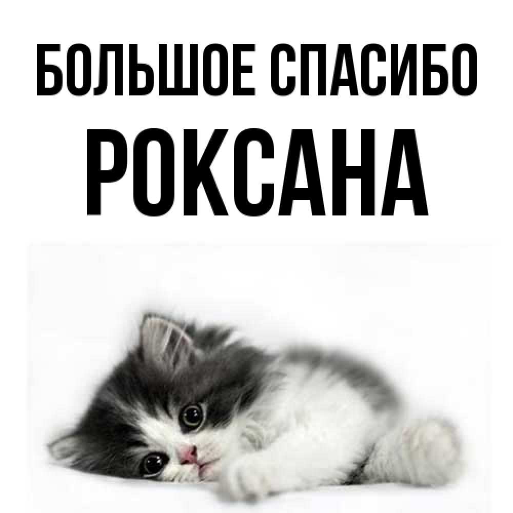 Открытка на каждый день с именем, Роксана Большое спасибо черный и белый кот Прикольная открытка с пожеланием онлайн скачать бесплатно 