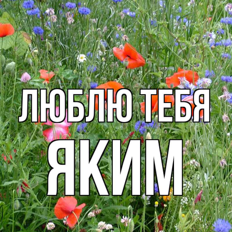 Картинка Люблю тебя, Яким