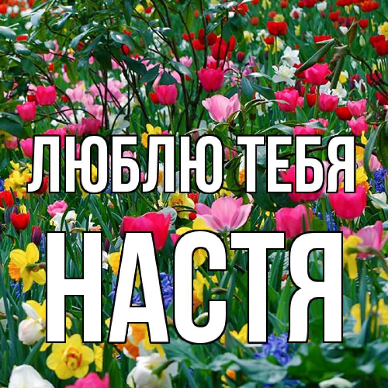 Картинка Люблю тебя, Настя