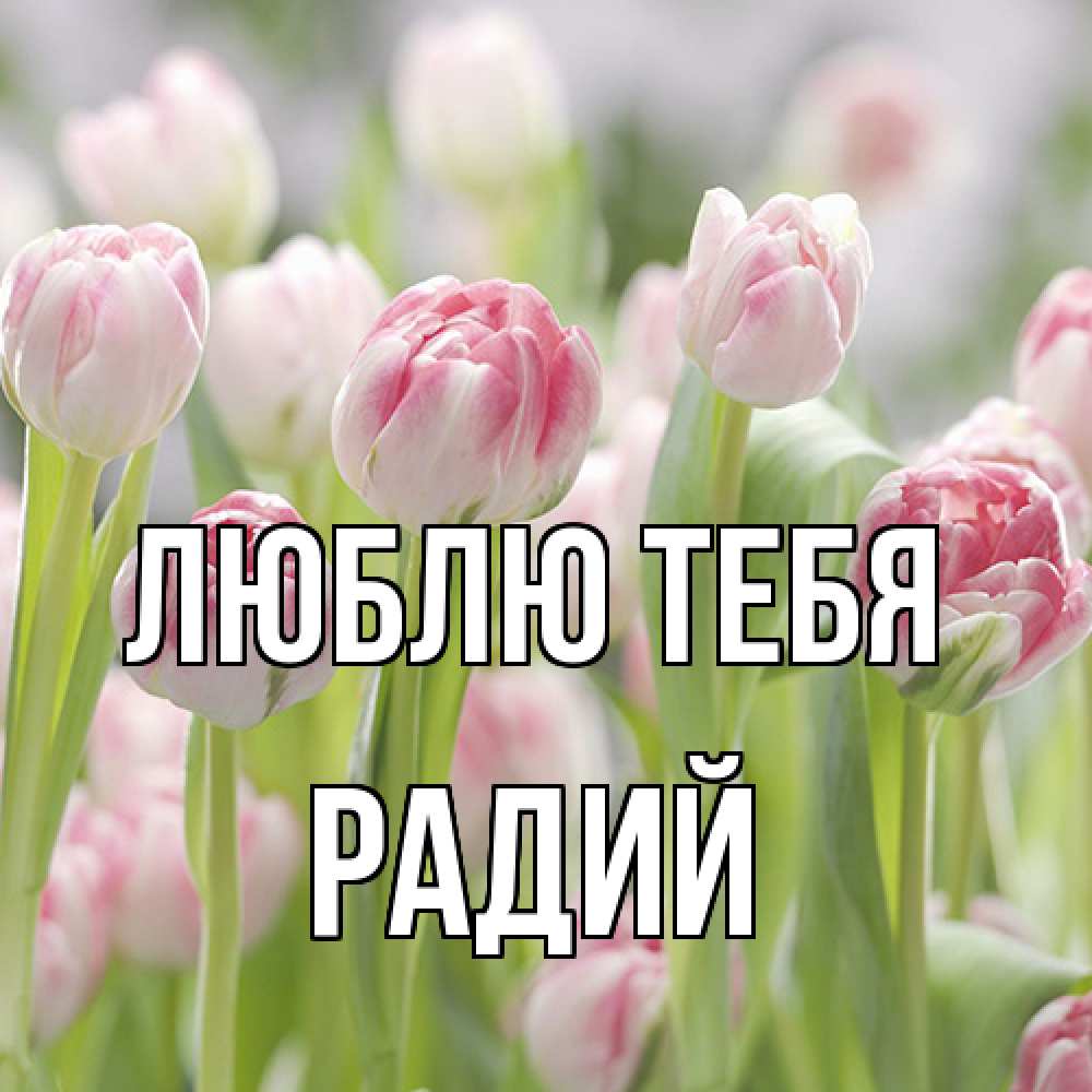 Открытка на каждый день с именем, Радий Люблю тебя цветы Прикольная открытка с пожеланием онлайн скачать бесплатно 