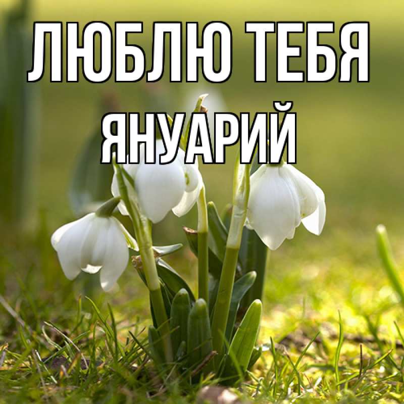 Картинка Люблю тебя, Януарий