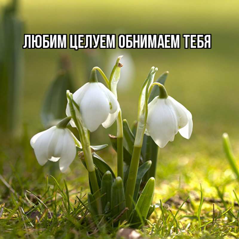 Картинка Люблю тебя, Ненаглядный мой