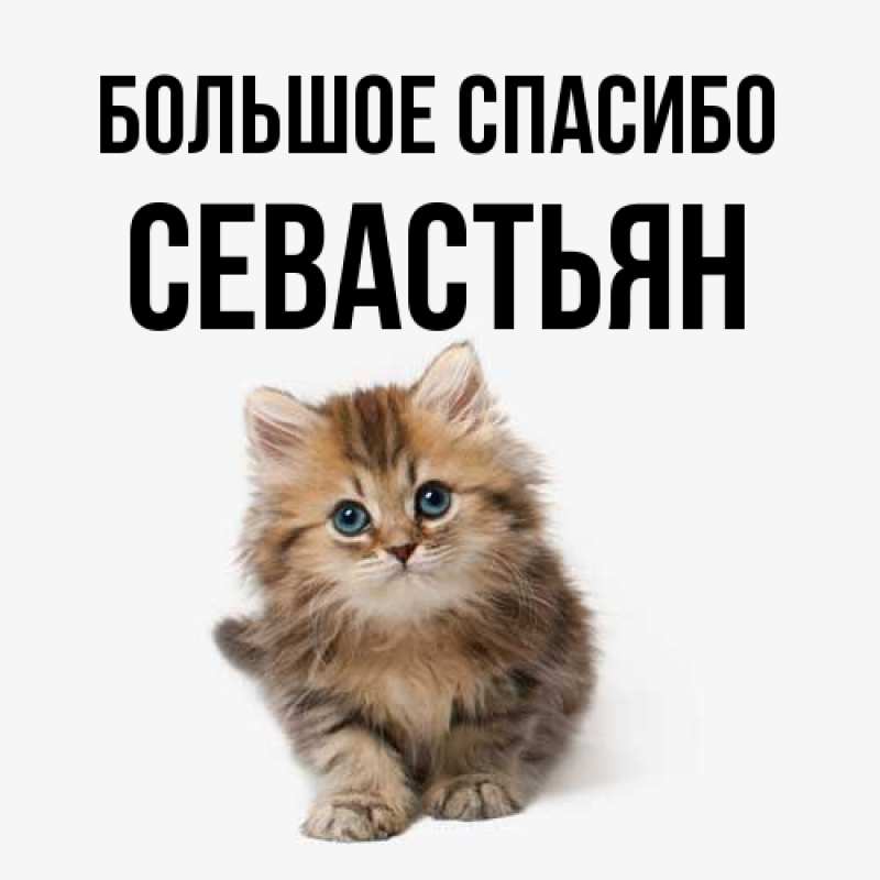 Картинка Большое спасибо, Севастьян