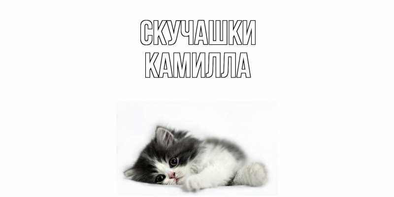 Открытка с именем, Камилла, Скучашки