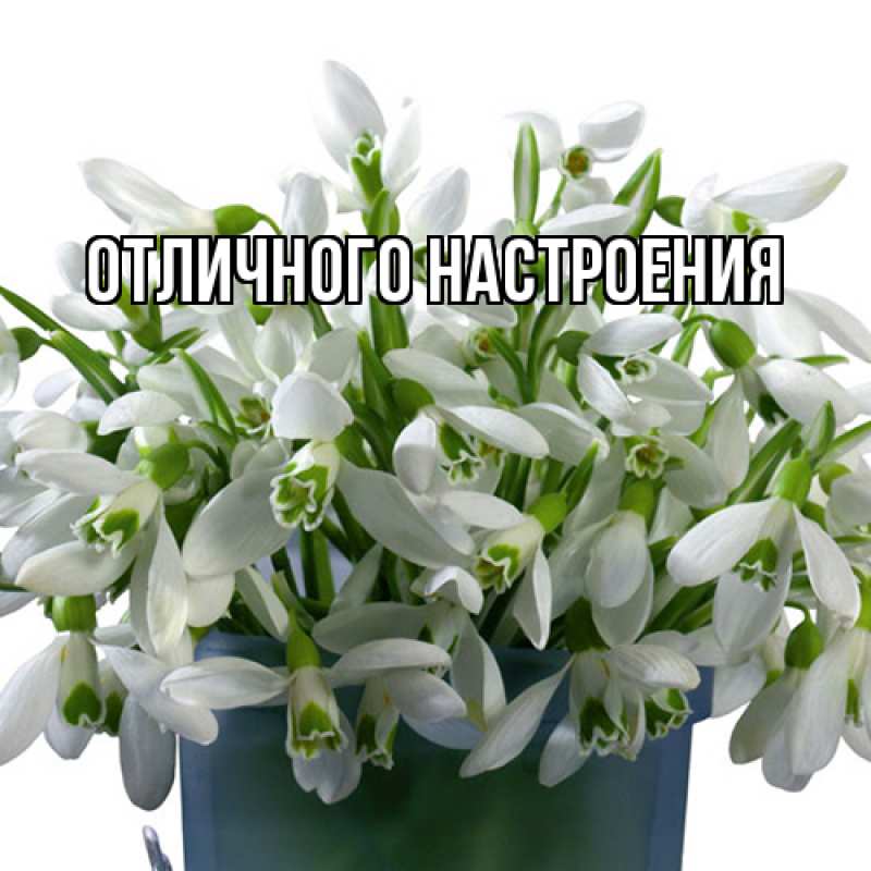 Картинка Люблю тебя, Радосвета