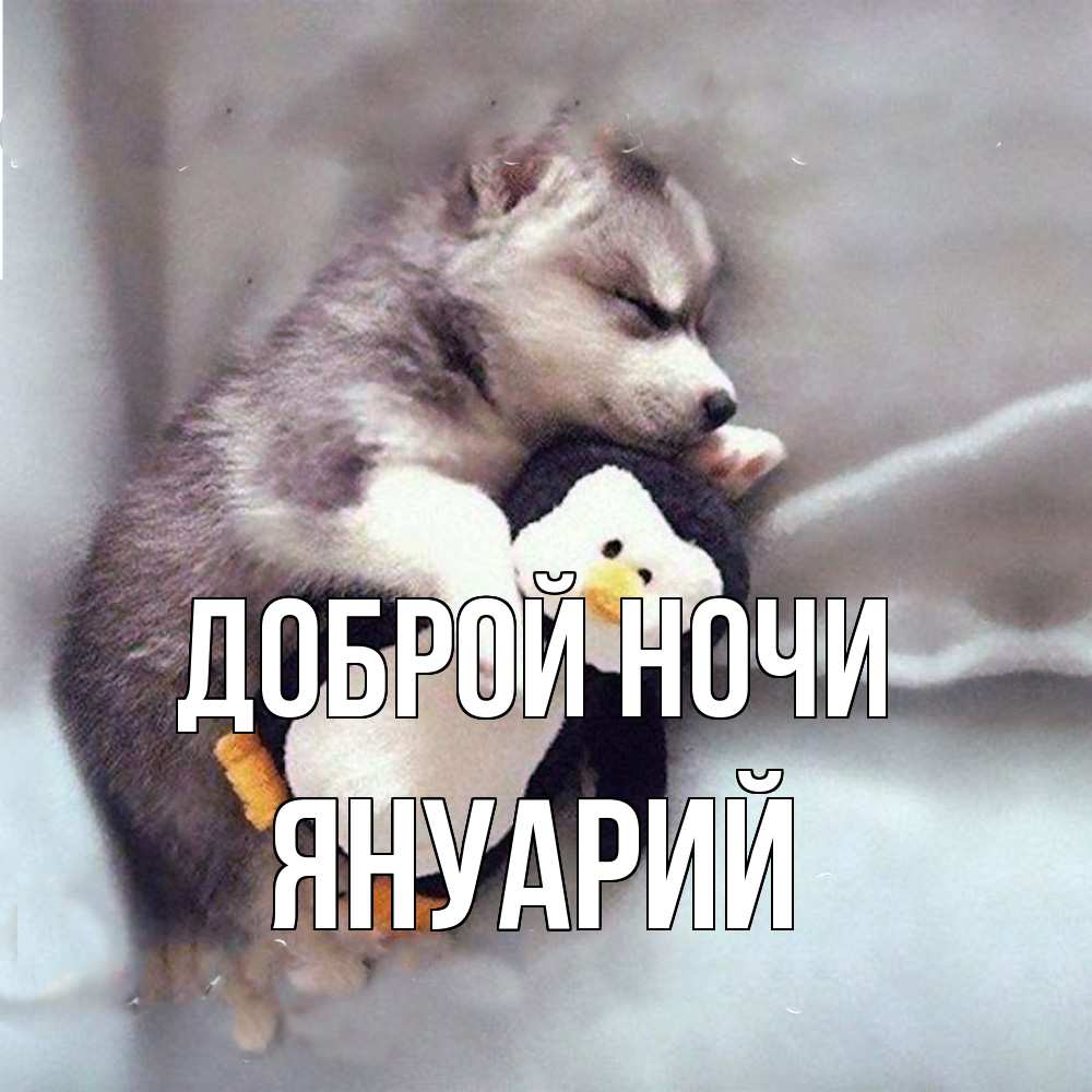 Открытка на каждый день с именем, Януарий Доброй ночи обнимашки щенка и пингвина Прикольная открытка с пожеланием онлайн скачать бесплатно 