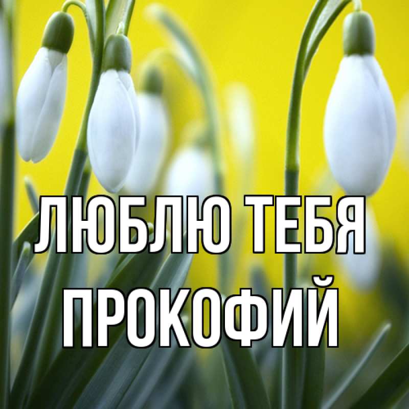 Картинка Люблю тебя, Прокофий