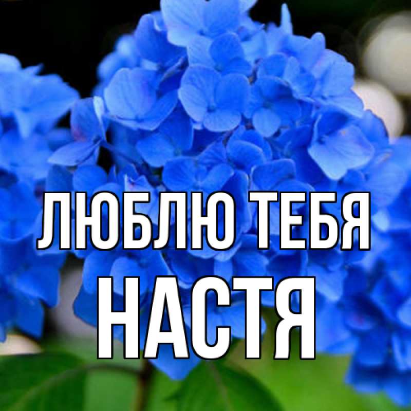 Картинка Люблю тебя, Настя