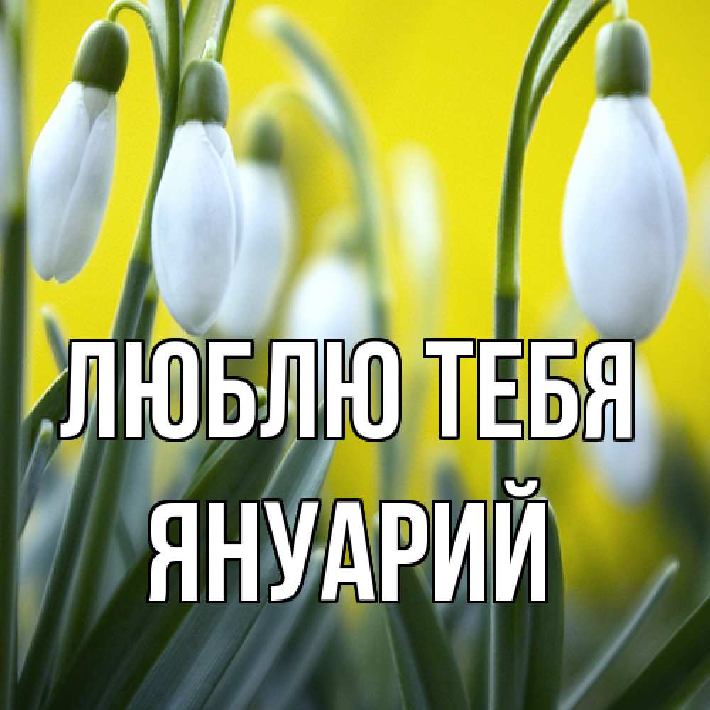 Открытка на каждый день с именем, Януарий Люблю тебя весенние цветы Прикольная открытка с пожеланием онлайн скачать бесплатно 