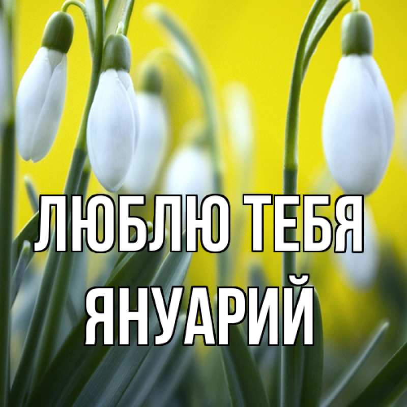 Картинка Люблю тебя, Януарий