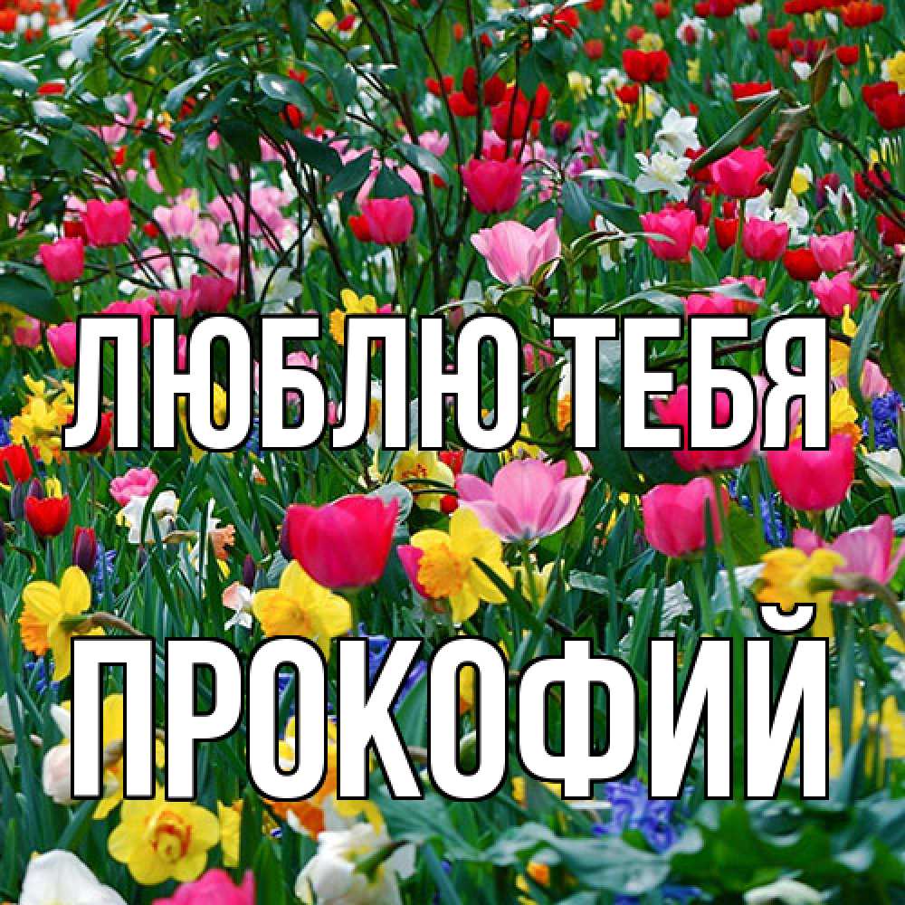 Открытка на каждый день с именем, Прокофий Люблю тебя с международным женским днем поздравления для женщины Прикольная открытка с пожеланием онлайн скачать бесплатно 