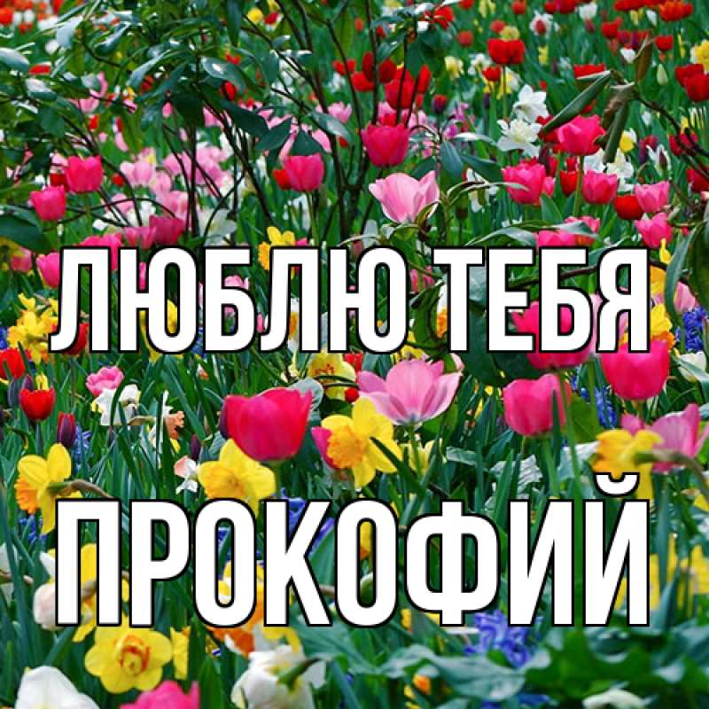 Картинка Люблю тебя, Прокофий