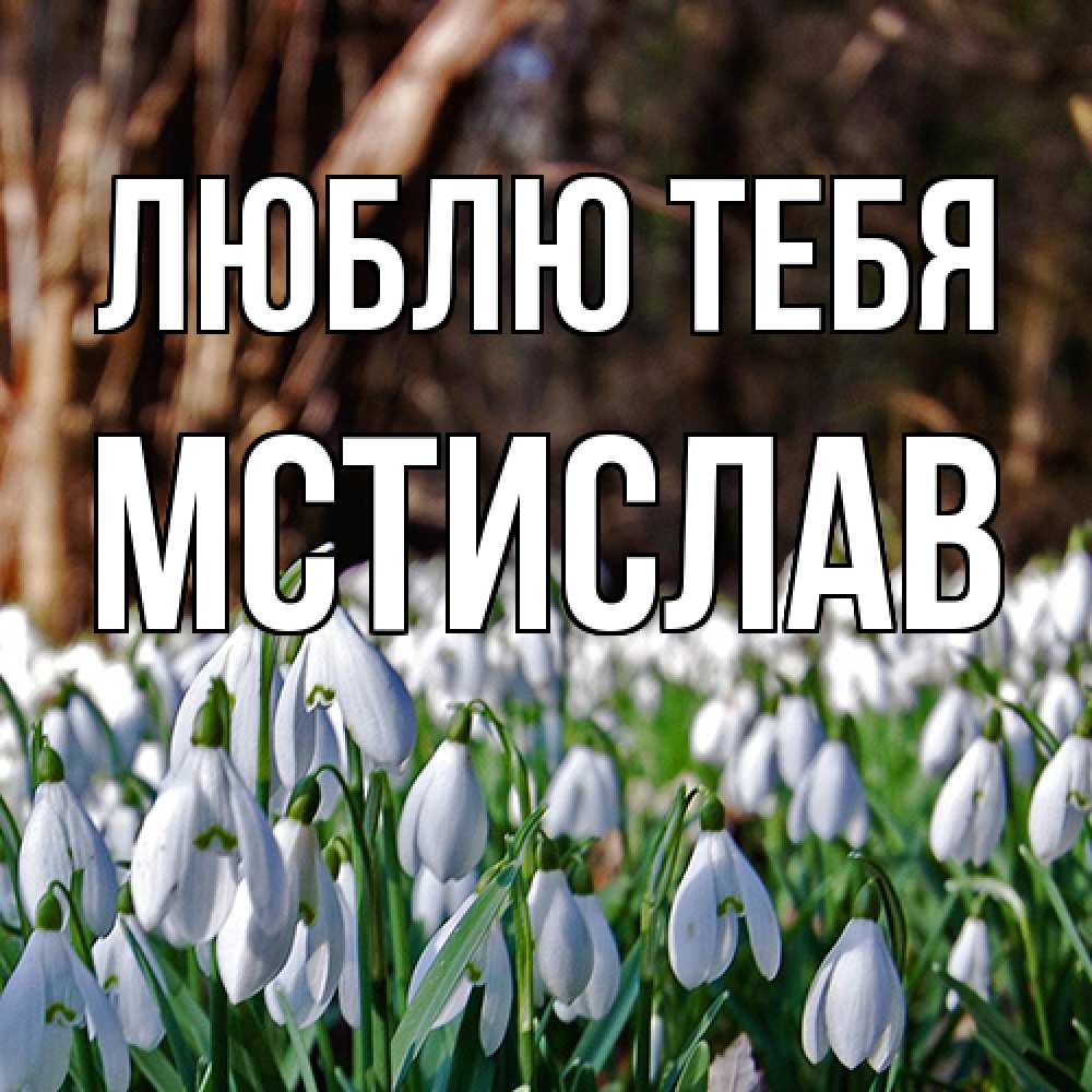 Открытка на каждый день с именем, Мстислав Люблю тебя с подснежниками 1 Прикольная открытка с пожеланием онлайн скачать бесплатно 