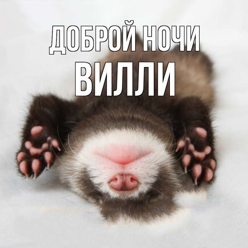 Картинка Доброй ночи, Вилли