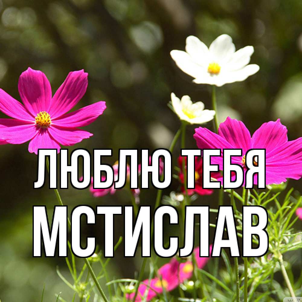 Открытка на каждый день с именем, Мстислав Люблю тебя цветы Прикольная открытка с пожеланием онлайн скачать бесплатно 