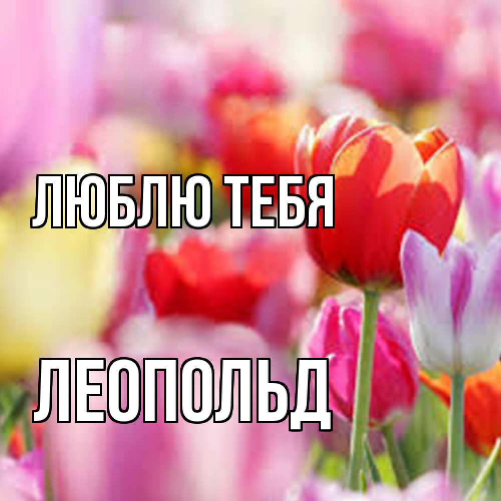 Открытка на каждый день с именем, Леопольд Люблю тебя на международный женский день 2 Прикольная открытка с пожеланием онлайн скачать бесплатно 
