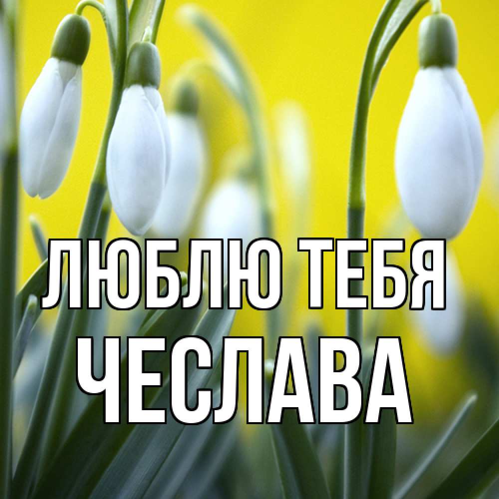 Открытка на каждый день с именем, Чеслава Люблю тебя весенние цветы Прикольная открытка с пожеланием онлайн скачать бесплатно 