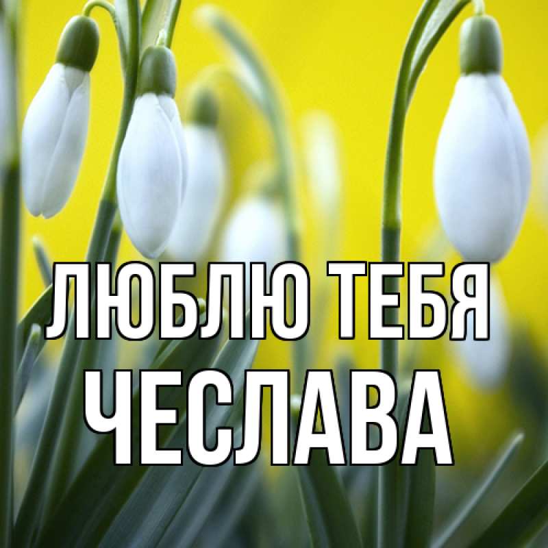 Картинка Люблю тебя, Чеслава