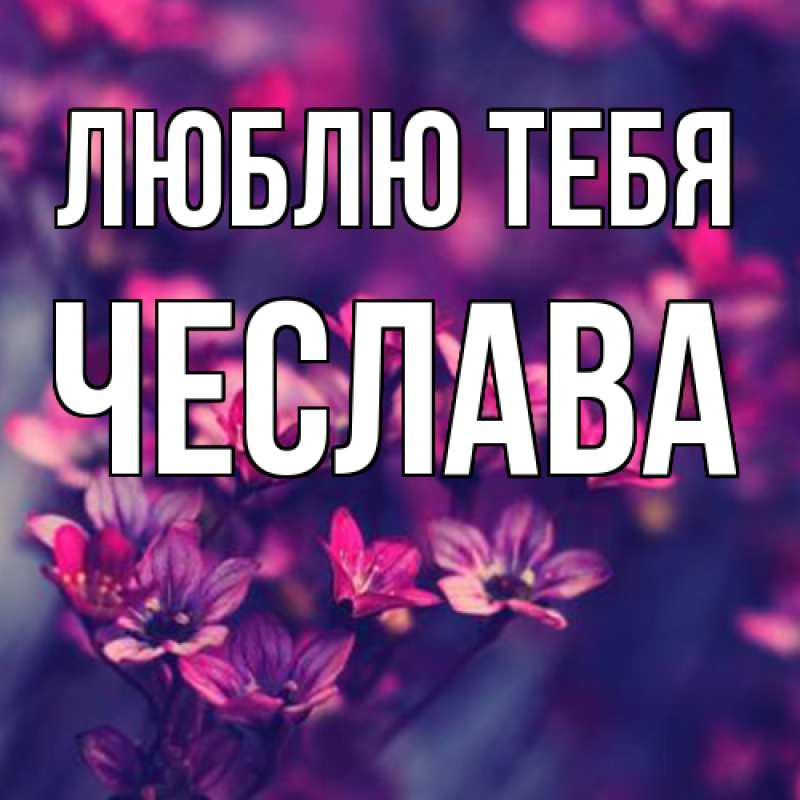 Картинка Люблю тебя, Чеслава