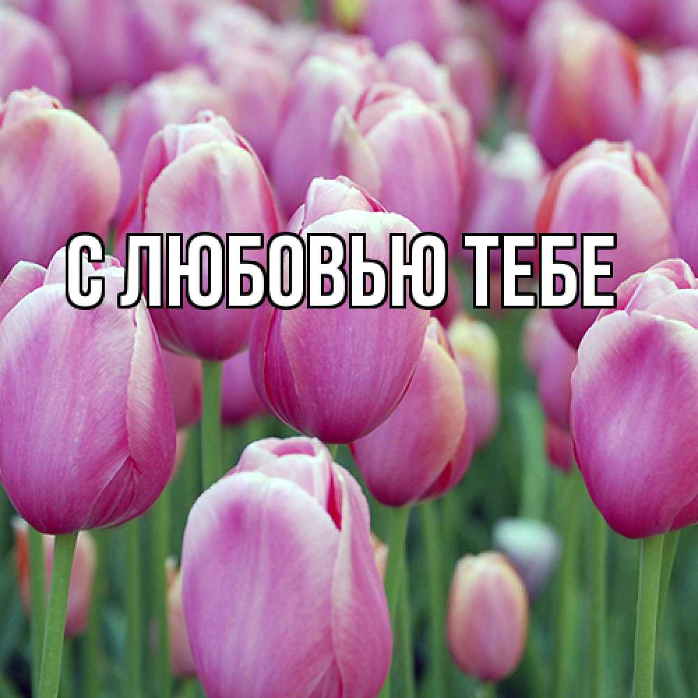 Открытка на каждый день с именем, Ева Люблю тебя на международный женский день 3 Прикольная открытка с пожеланием онлайн скачать бесплатно 