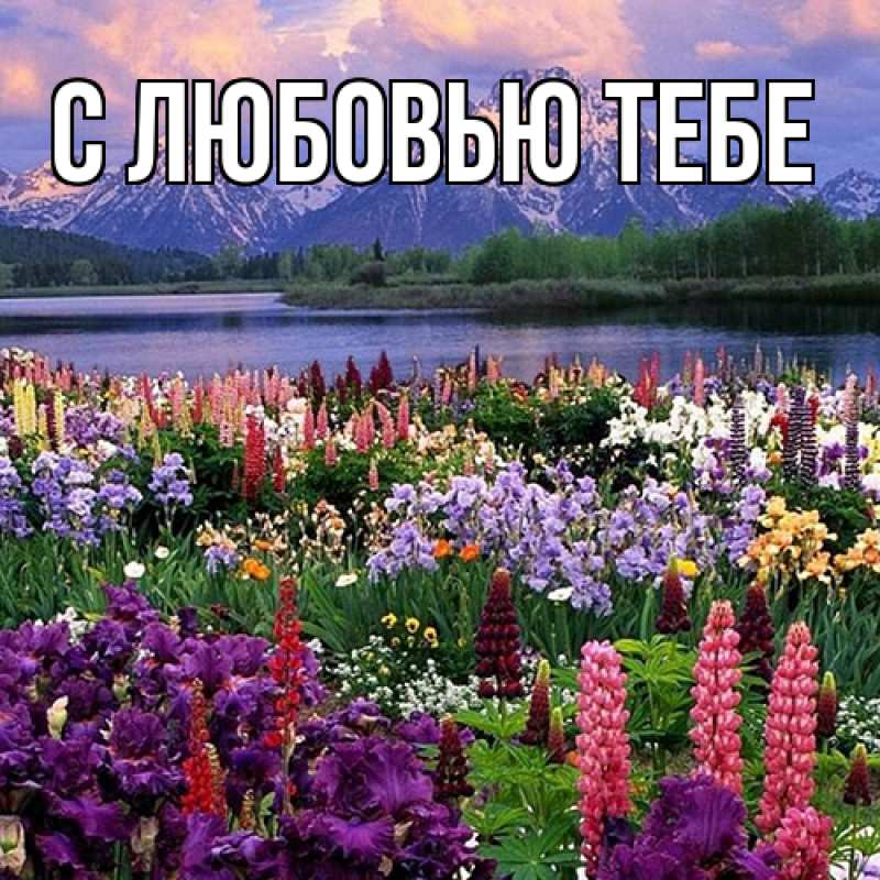 Картинка Люблю тебя, Ева