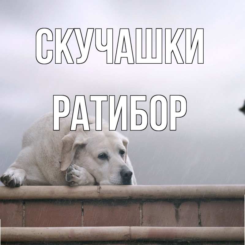 Картинка Скучашки, Ратибор