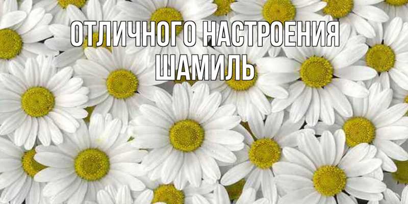 Открытка с именем, Шамиль, Отличного настроения