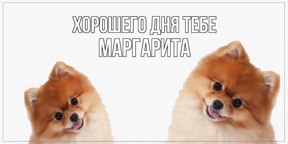 Открытка на каждый день с именем, Маргарита Хорошего дня тебе собачки желают прекрасного дня Прикольная открытка с пожеланием онлайн скачать бесплатно 