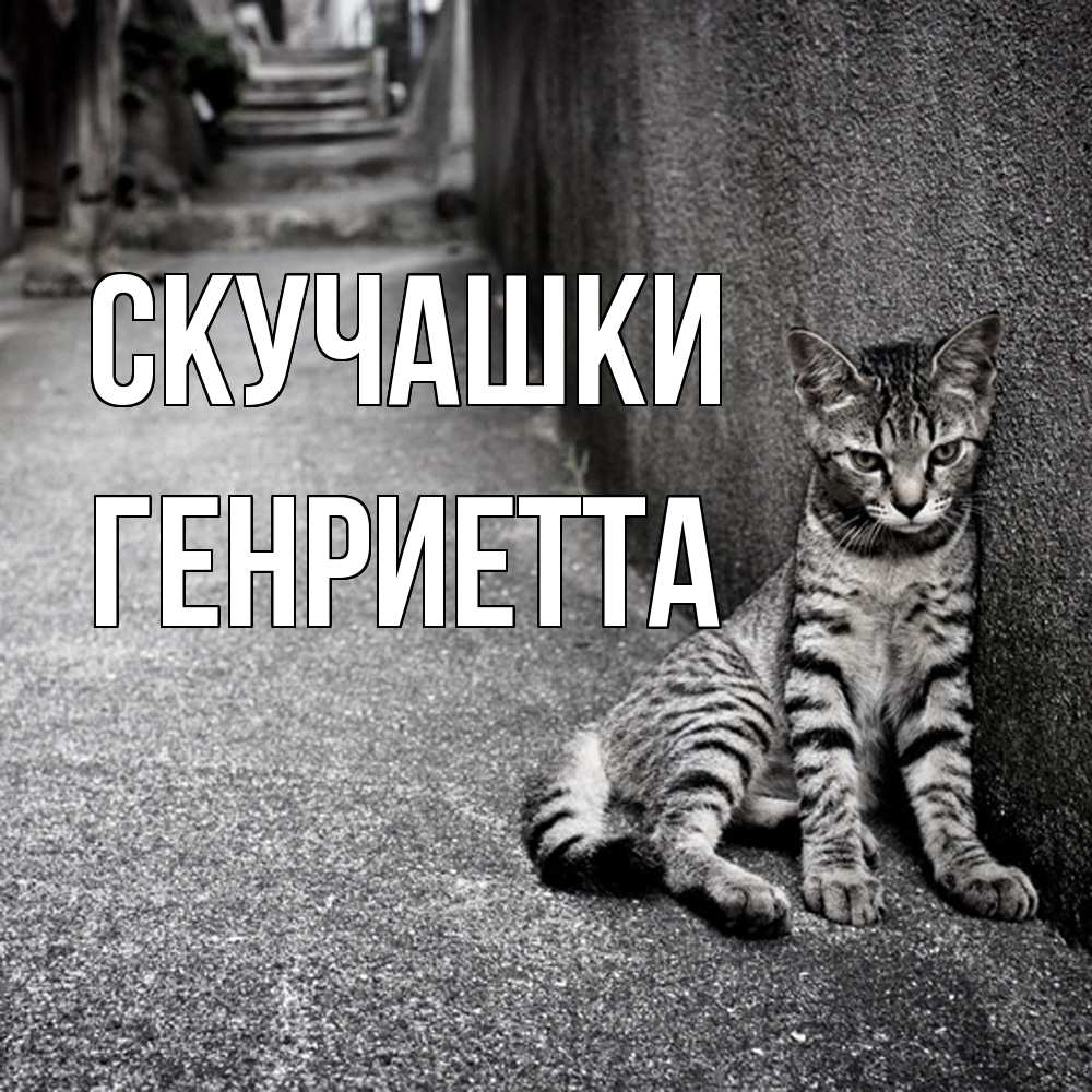 Открытка на каждый день с именем, Генриетта Скучашки одиноко котику Прикольная открытка с пожеланием онлайн скачать бесплатно 