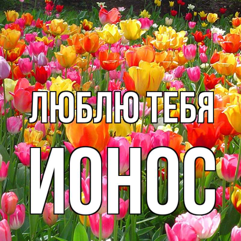 Картинка Люблю тебя, Ионос