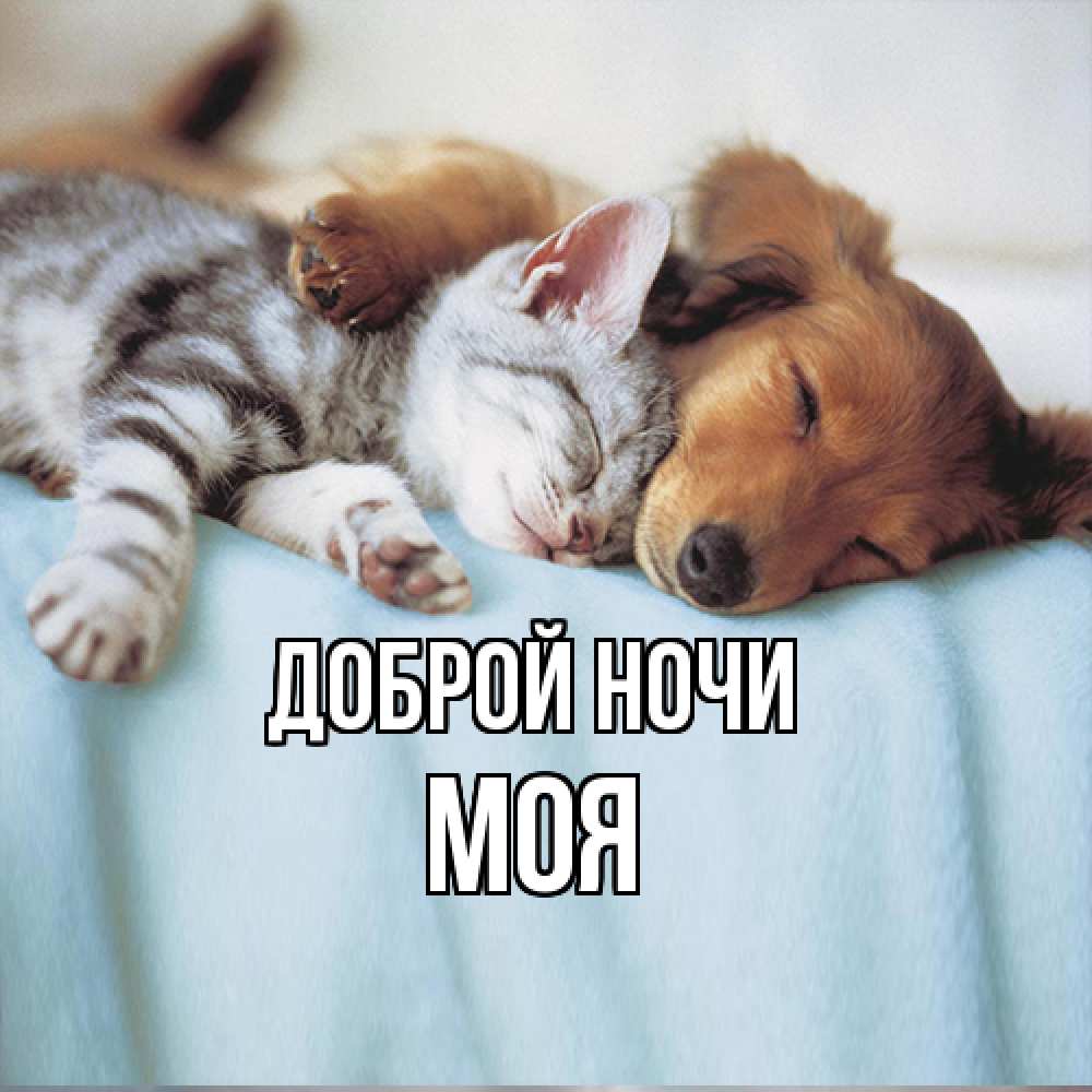Открытка на каждый день с именем, Моя Доброй ночи с животными Прикольная открытка с пожеланием онлайн скачать бесплатно 
