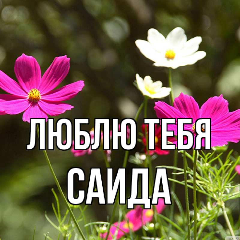 Картинка Люблю тебя, Саида