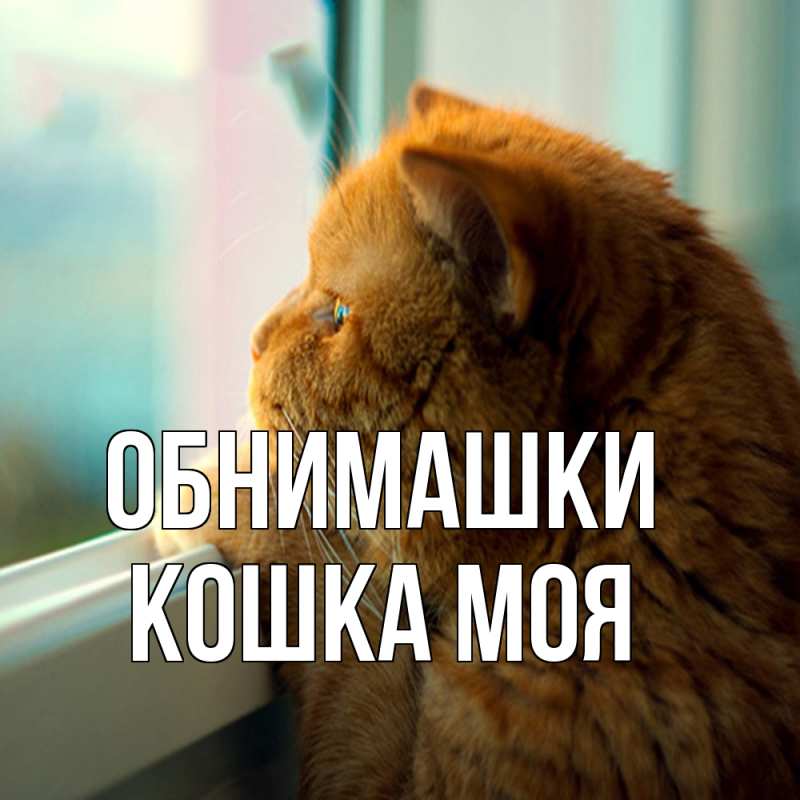 Открытка с именем, Кошка моя, Обнимашки