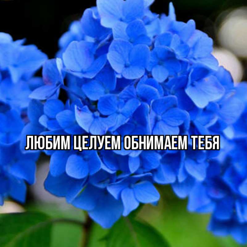 Картинка Люблю тебя, Ненаглядный мой