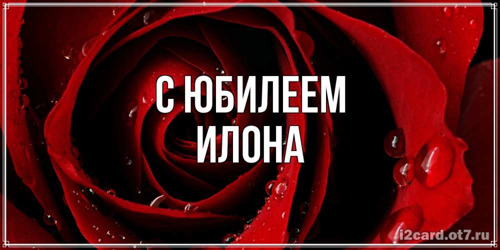 Открытка на каждый день с именем, Илона C юбилеем крупная бордовая роза Прикольная открытка с пожеланием онлайн скачать бесплатно 
