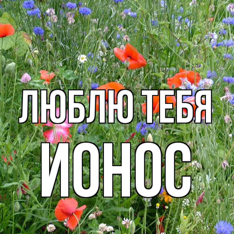 Картинка Люблю тебя, Ионос