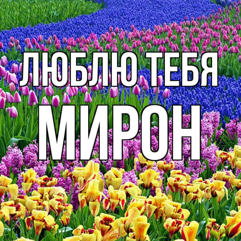 Открытка с именем, Мирон, Люблю тебя