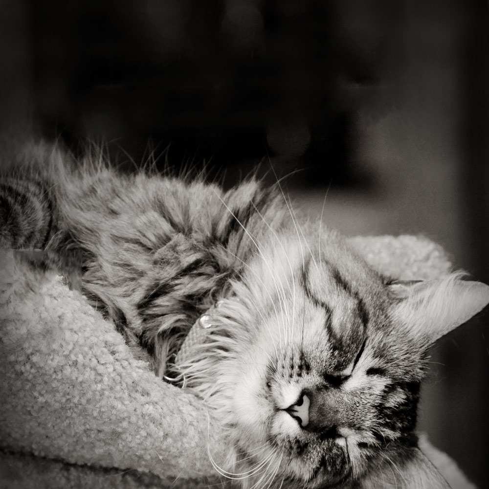 Открытка на каждый день с именем, Оскар Доброй ночи котярик пушистый Прикольная открытка с пожеланием онлайн скачать бесплатно 