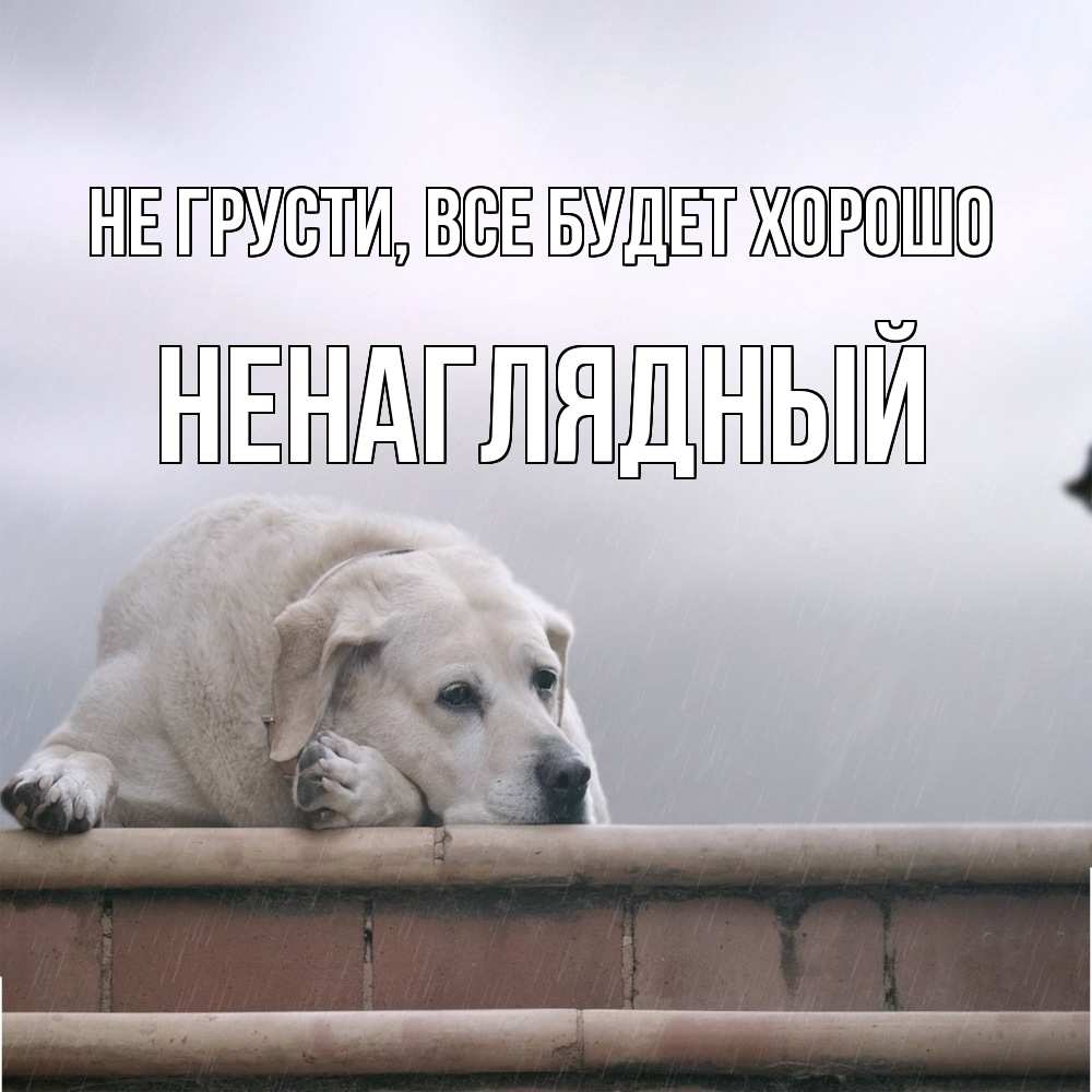 Открытка на каждый день с именем, Ненаглядный Не грусти все будет хорошо белый пес 1 Прикольная открытка с пожеланием онлайн скачать бесплатно 