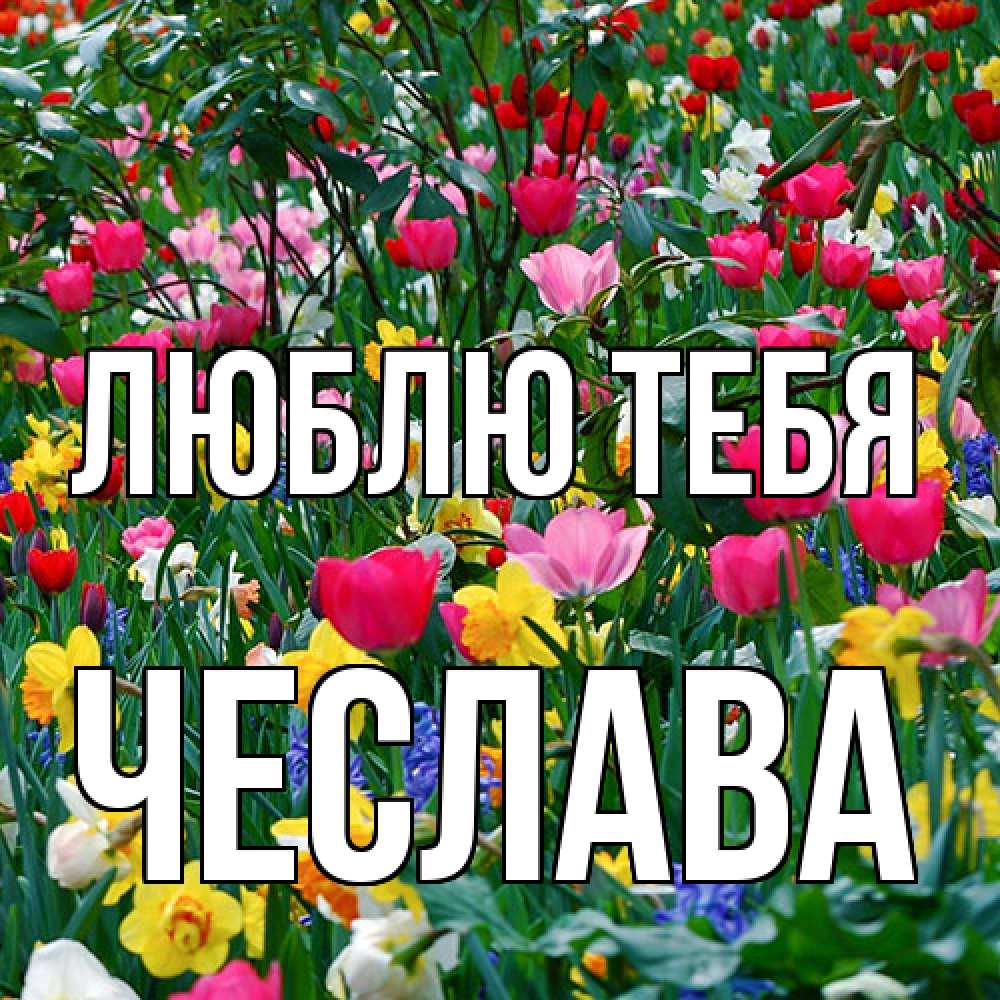 Открытка на каждый день с именем, Чеслава Люблю тебя с международным женским днем поздравления для женщины Прикольная открытка с пожеланием онлайн скачать бесплатно 