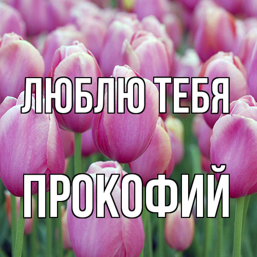 Открытка на каждый день с именем, Прокофий Люблю тебя на международный женский день 3 Прикольная открытка с пожеланием онлайн скачать бесплатно 