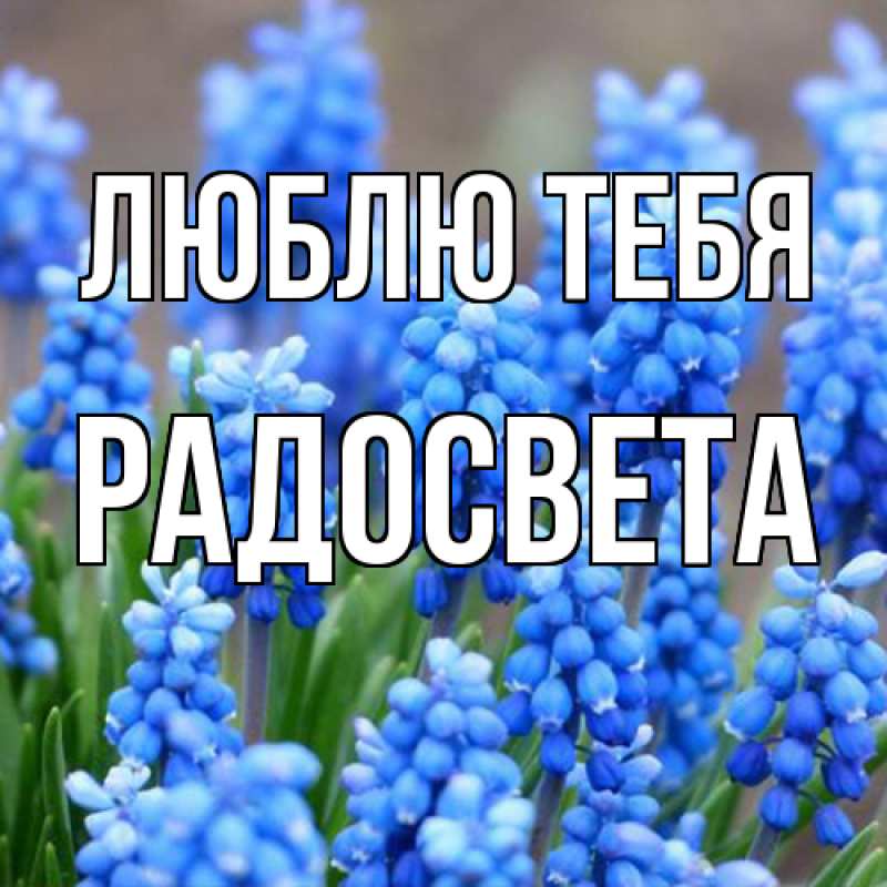 Картинка Люблю тебя, Радосвета
