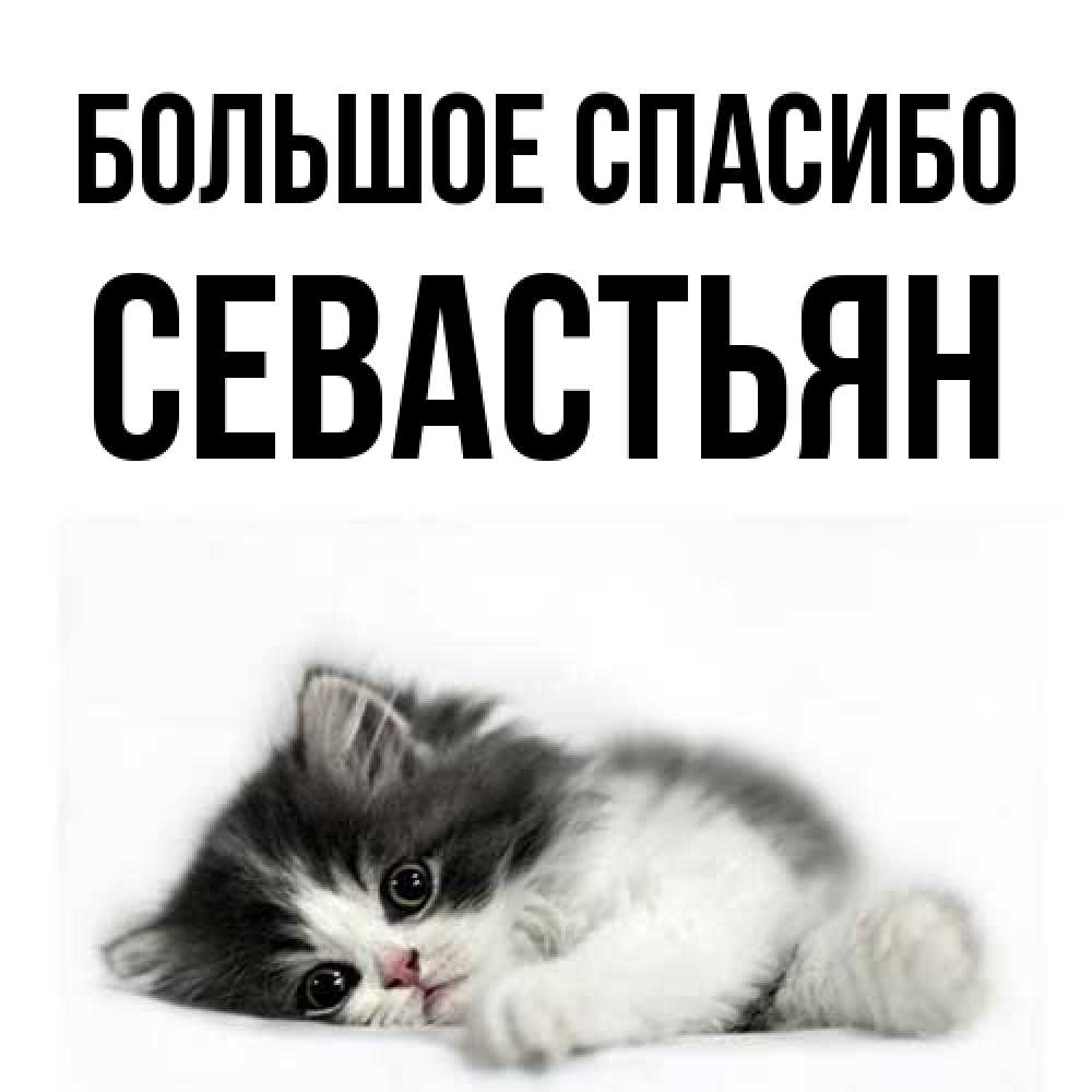 Открытка на каждый день с именем, Севастьян Большое спасибо черный и белый кот Прикольная открытка с пожеланием онлайн скачать бесплатно 